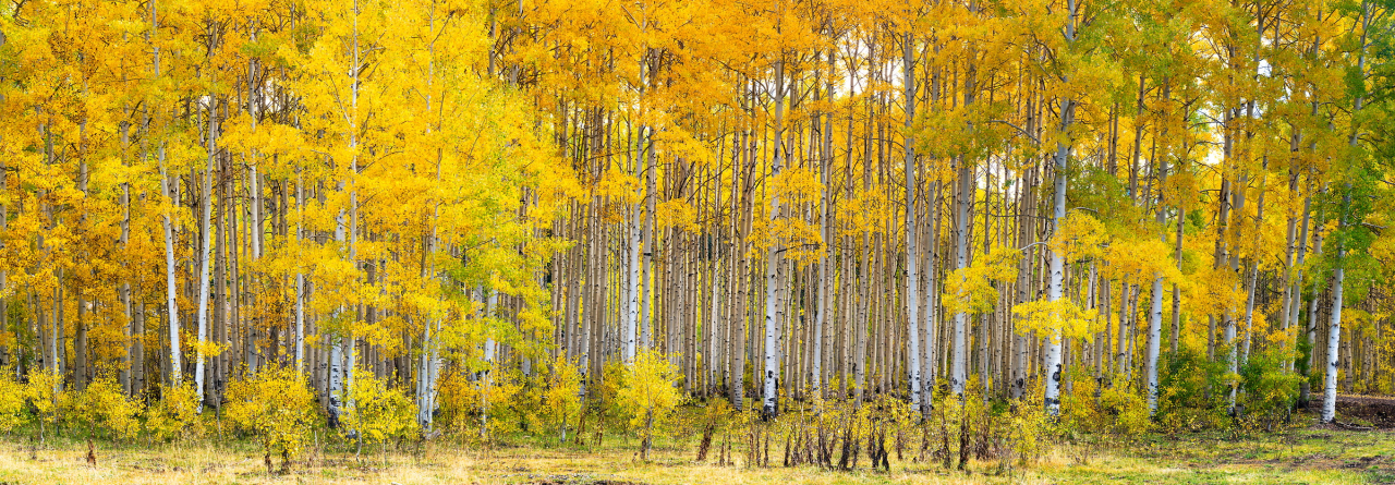 Golden Aspen wallpaper